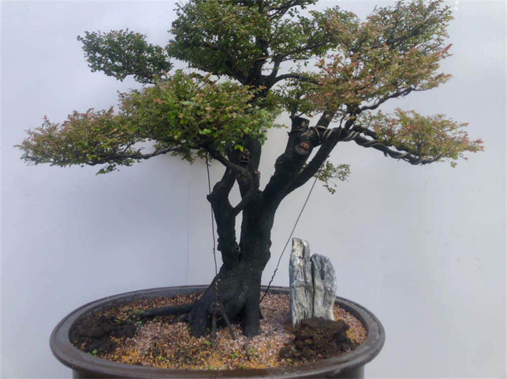 小叶紫檀