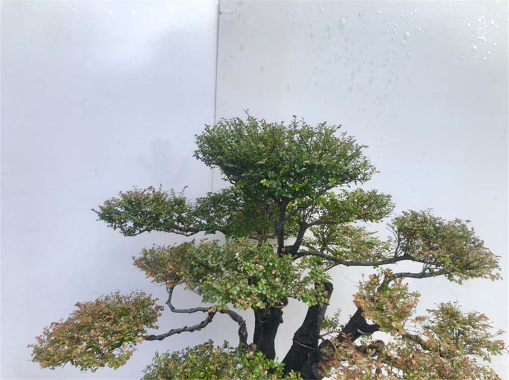 小叶紫檀