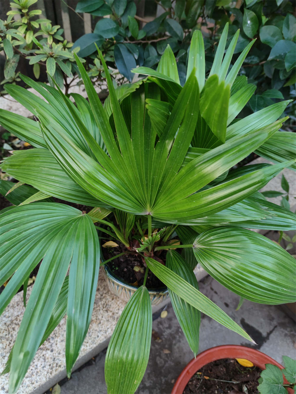 花卉