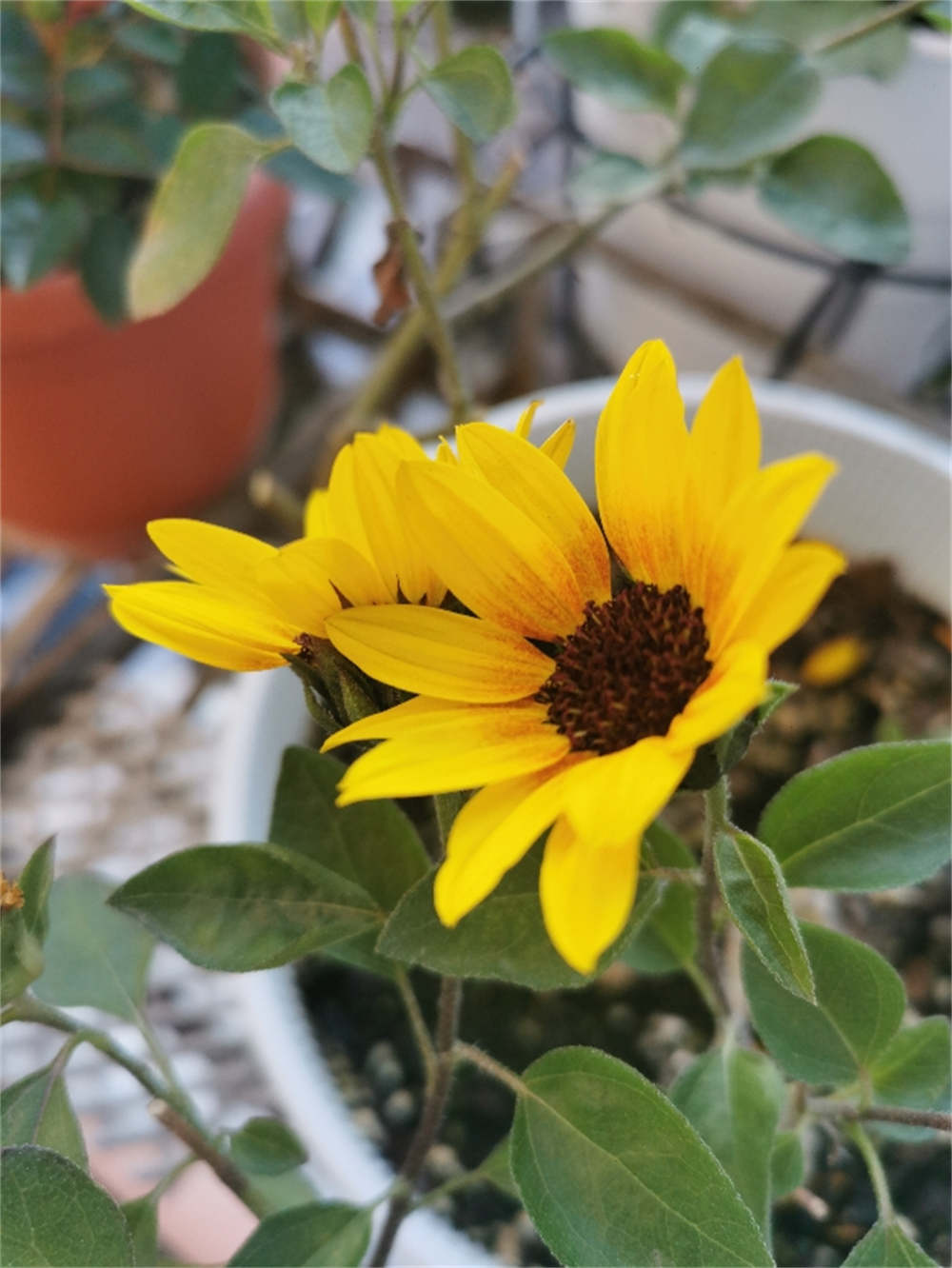 花卉