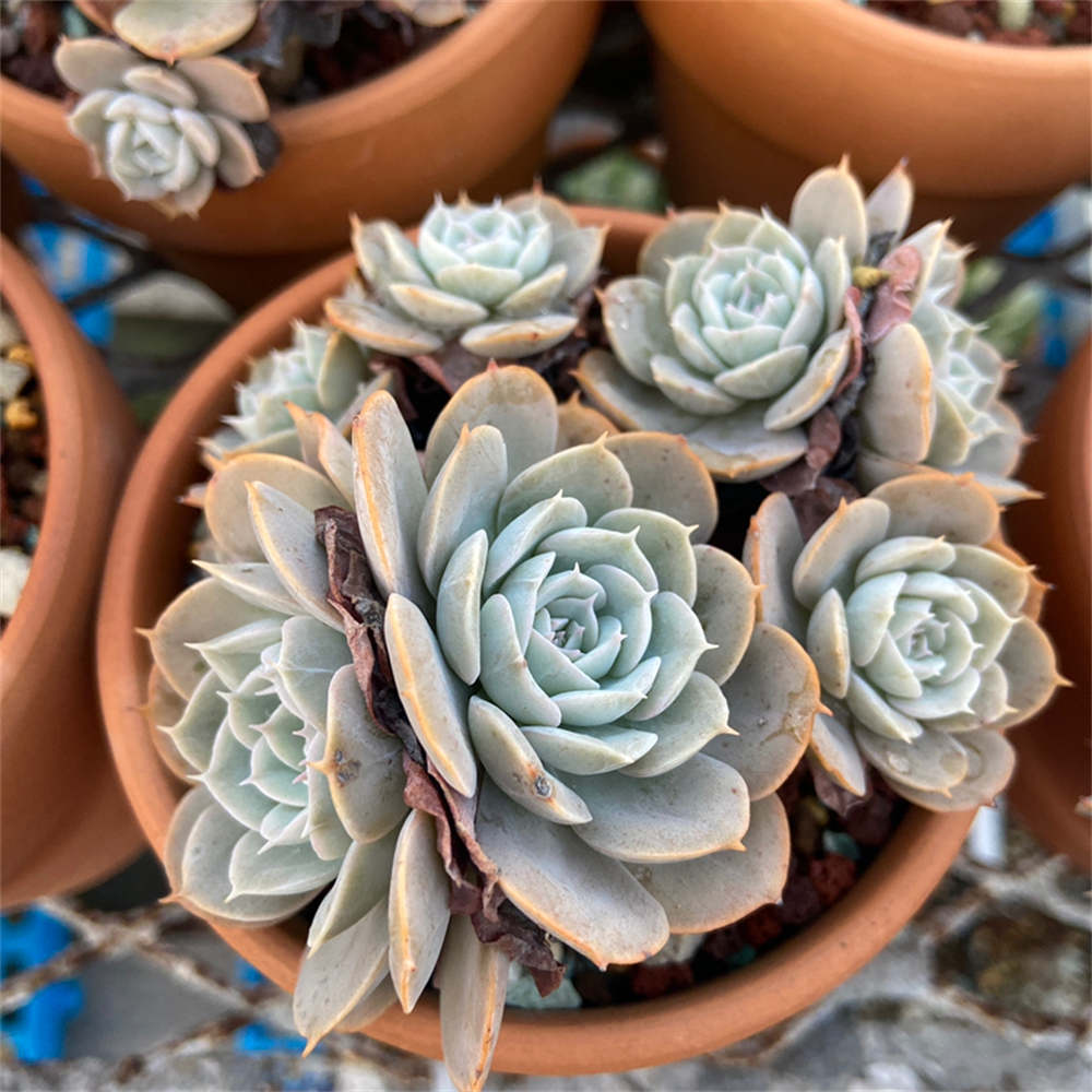 石莲花