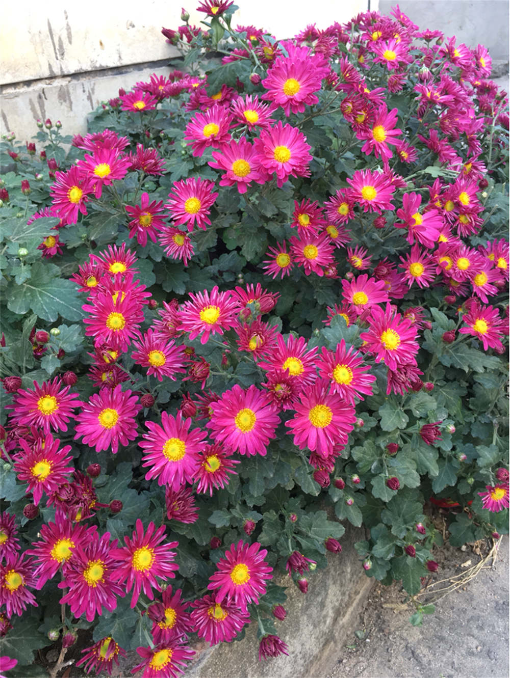 花卉