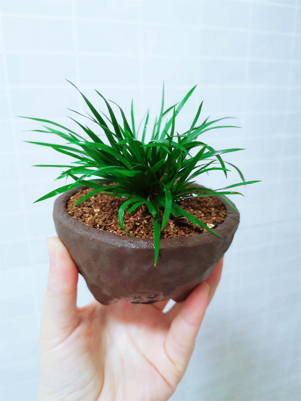 白粉虱