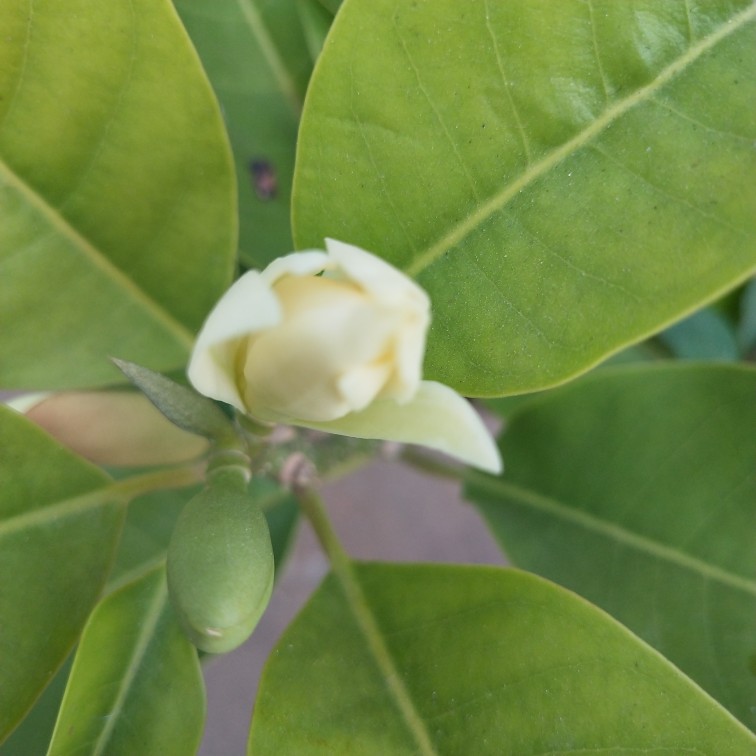 黄果兰