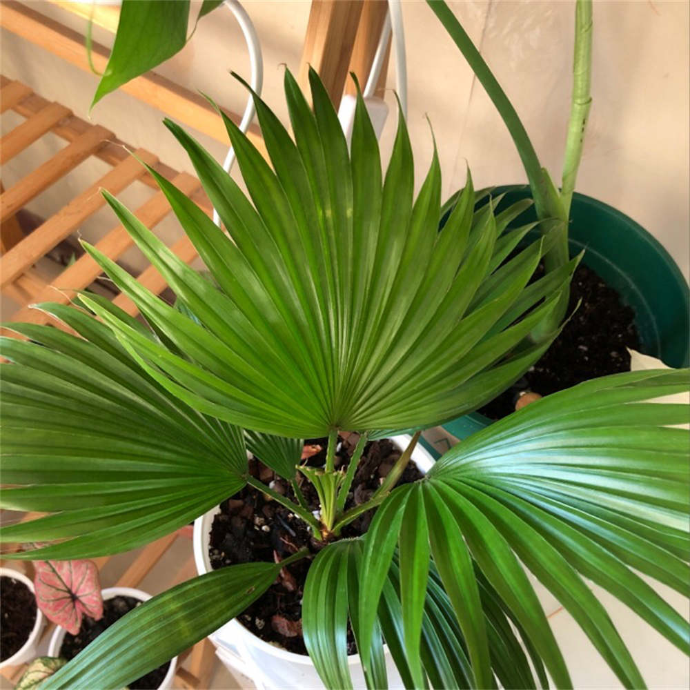 花卉