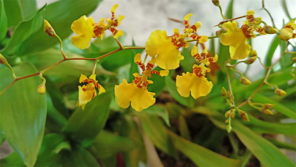花卉