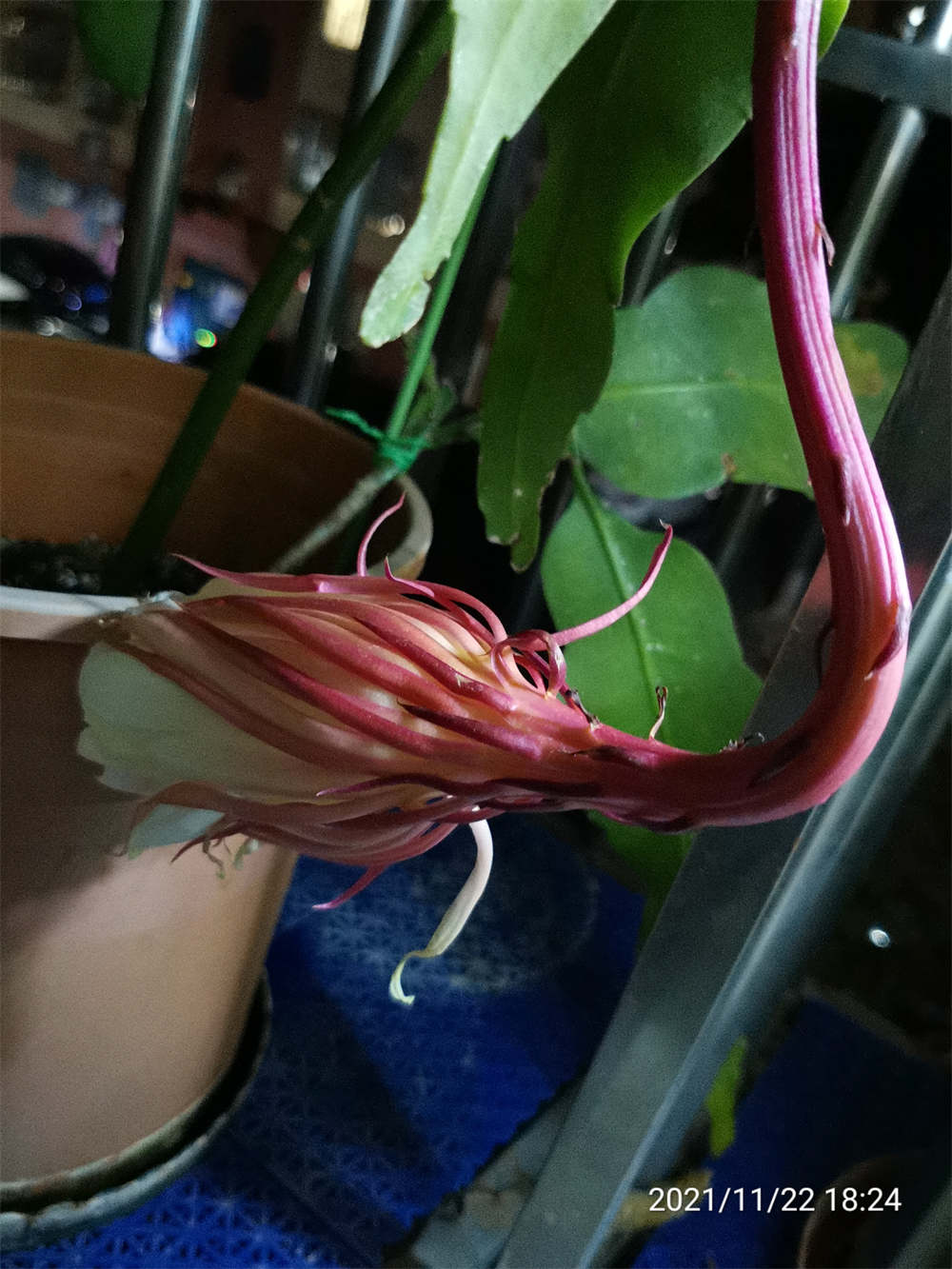 昙花
