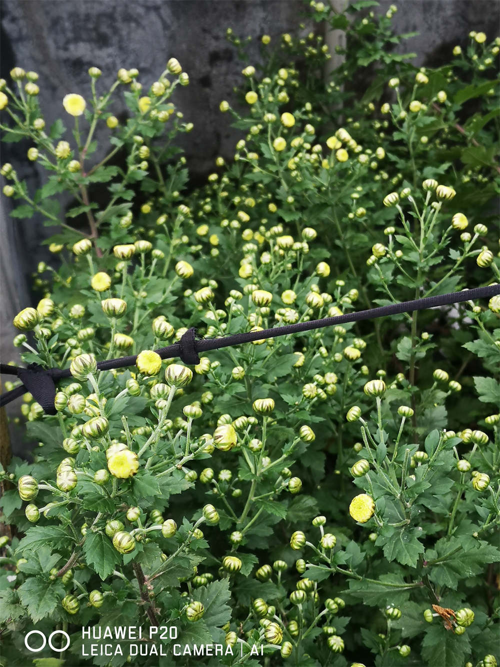 胎菊