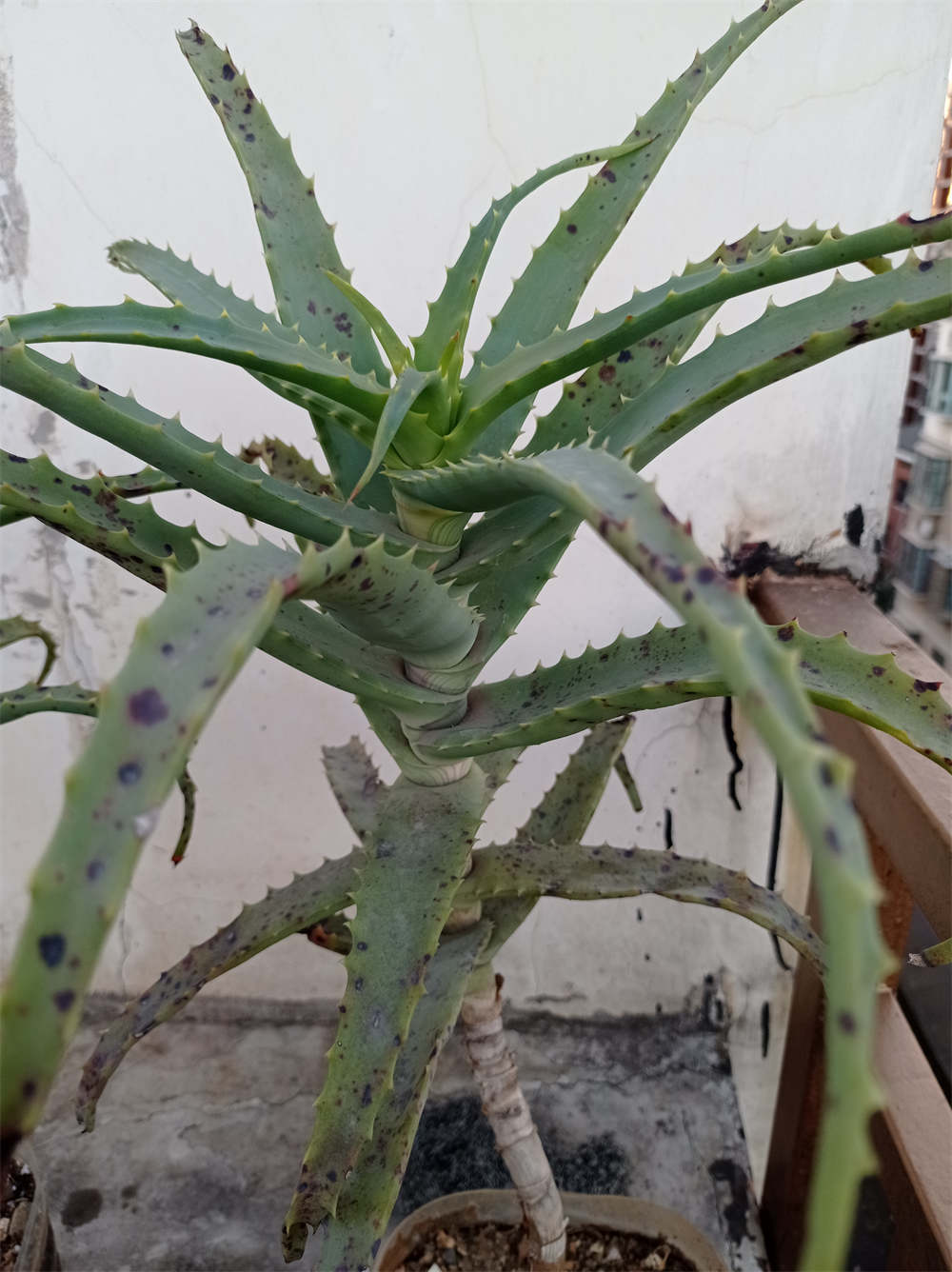 木立芦荟