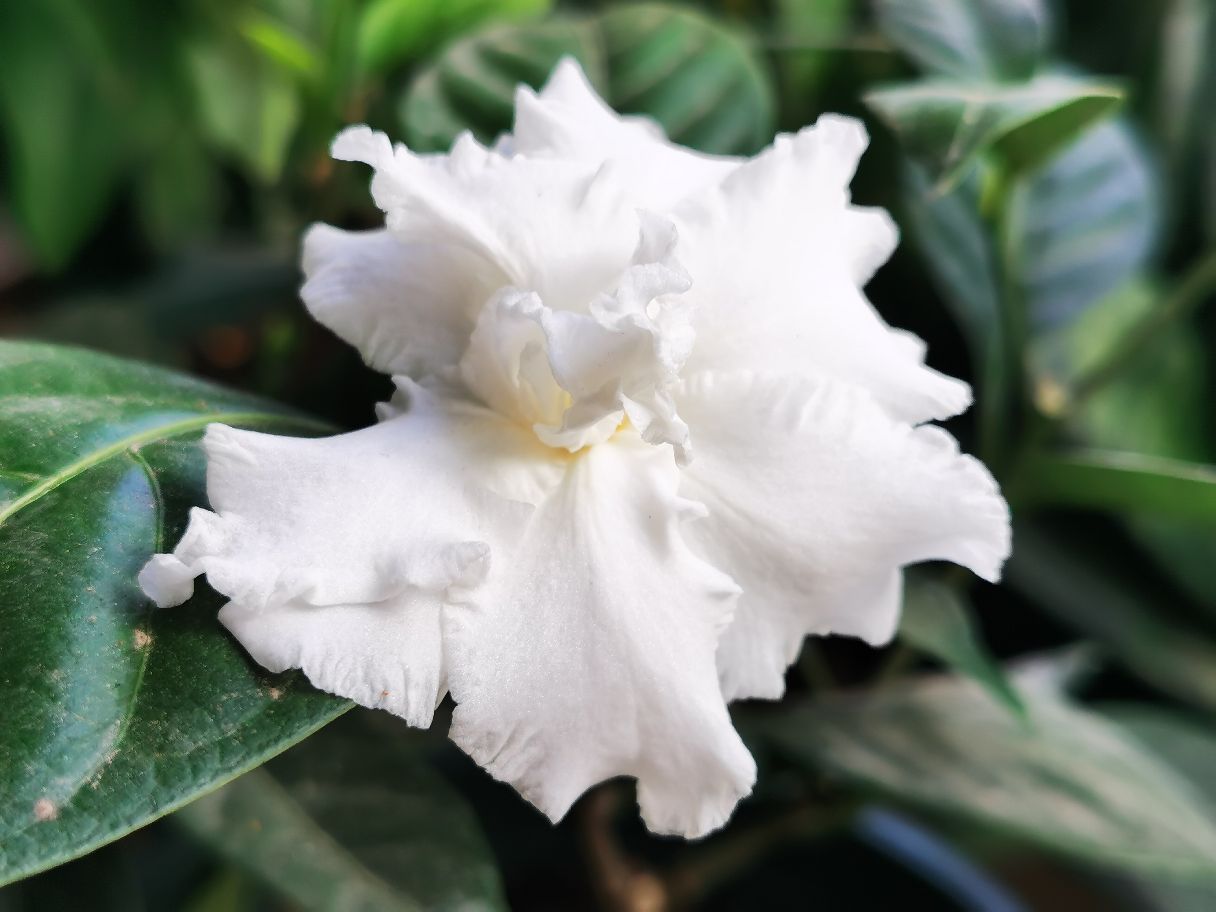 狗牙花 狗牙花