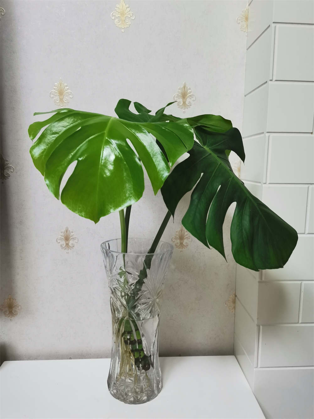 龟背竹