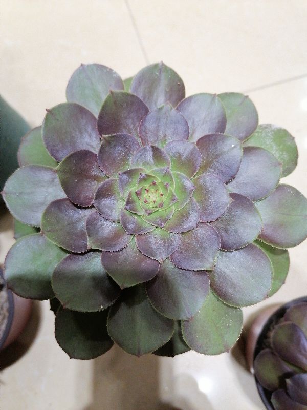 万圣节