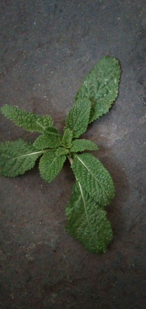 蛤蟆草