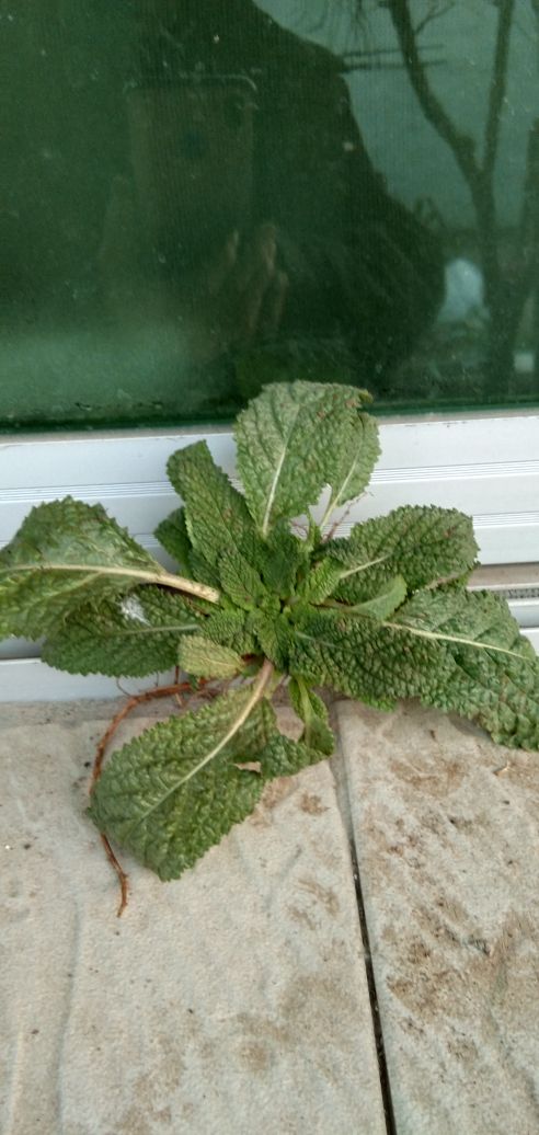 蛤蟆草
