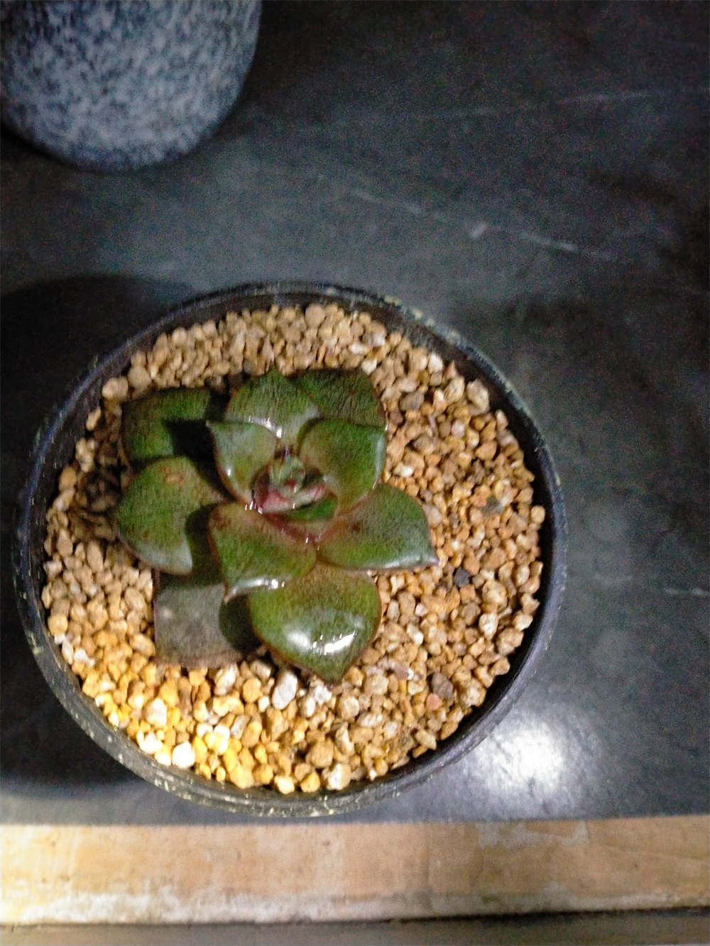 大和锦