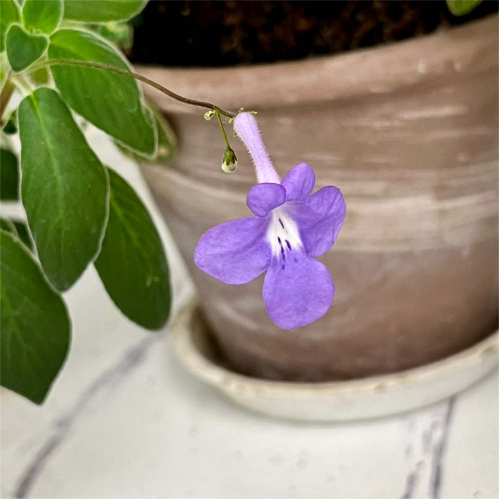 海豚花
