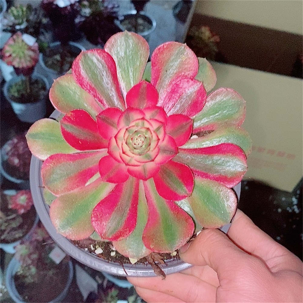 红覆轮