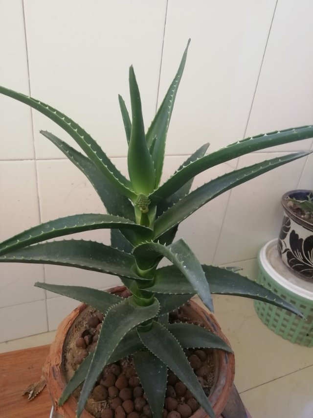 花卉