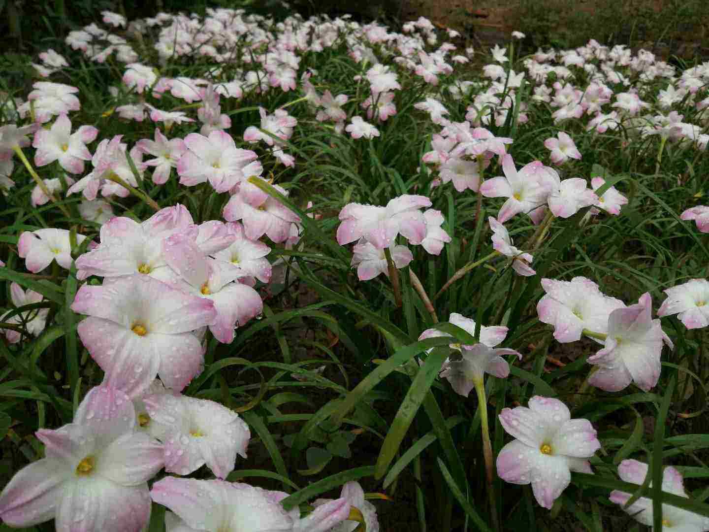花卉