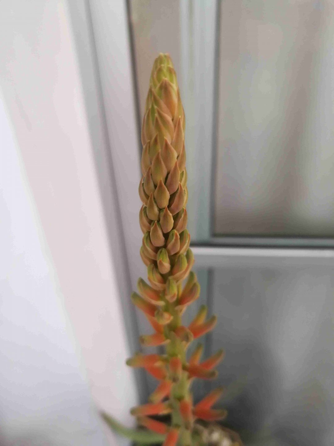 芦荟