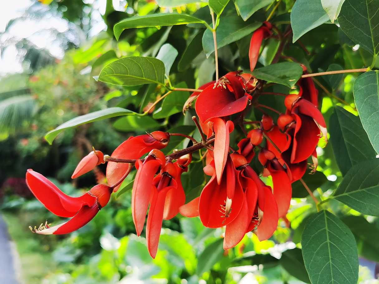 花卉