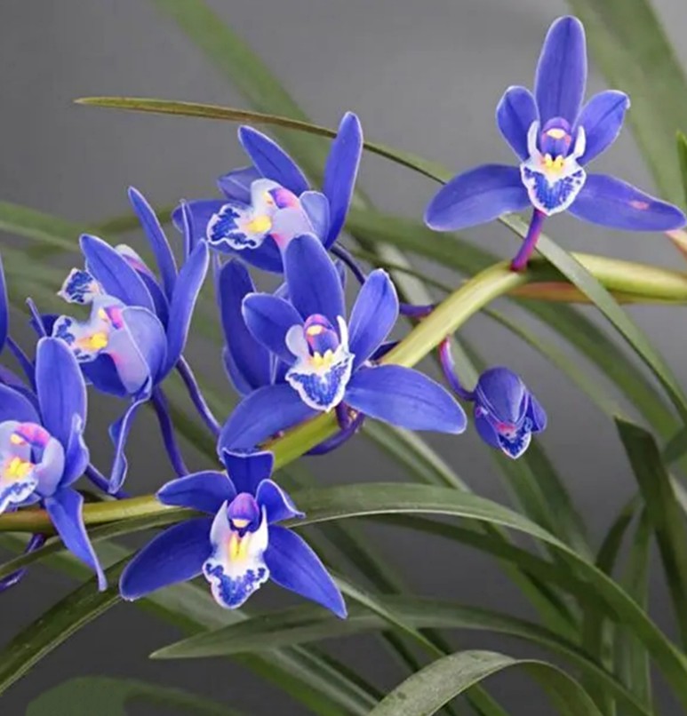 蓝宝石兰花