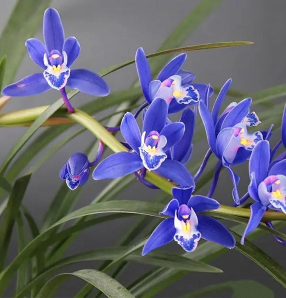 蓝宝石兰花