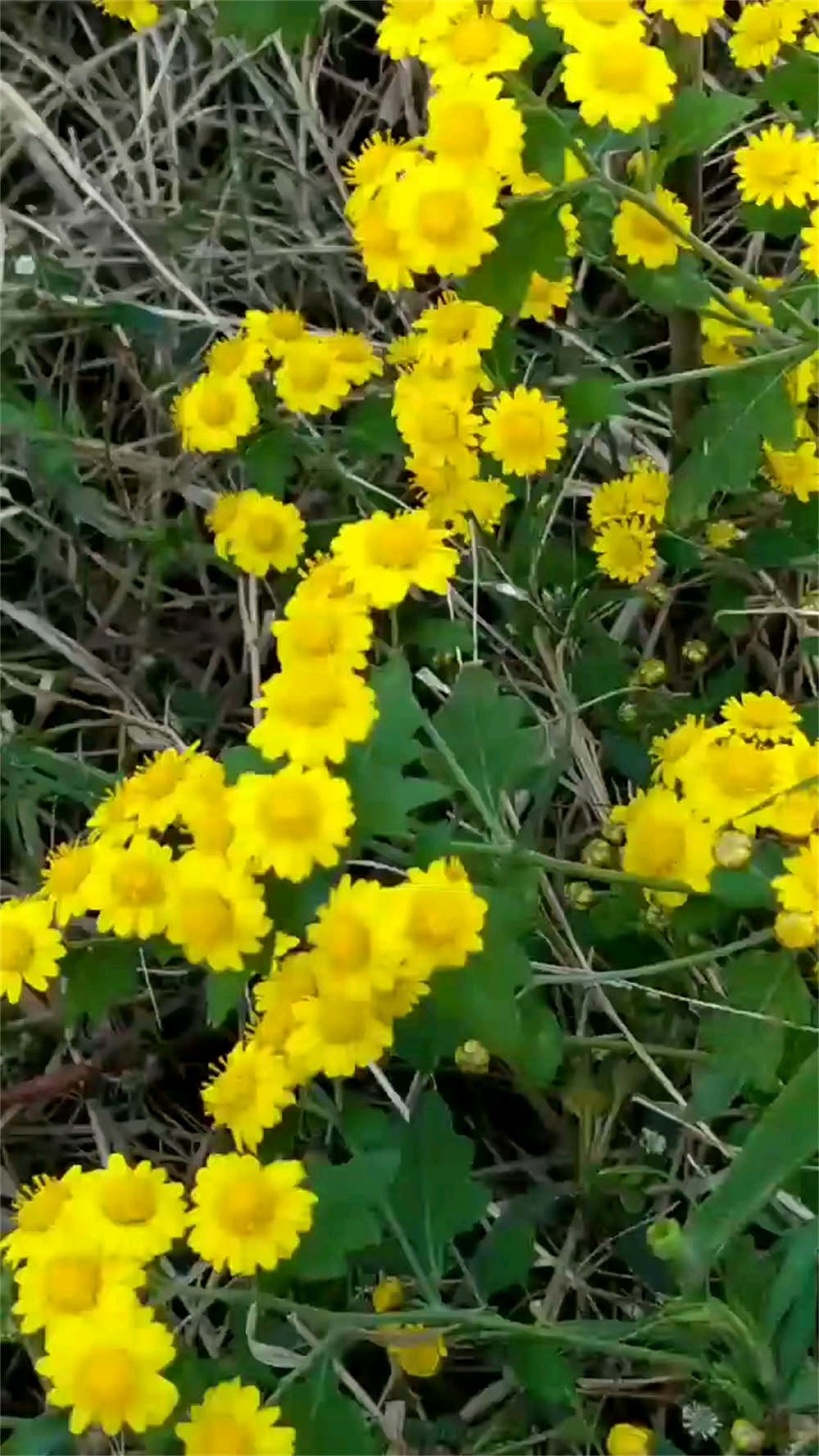 野菊花