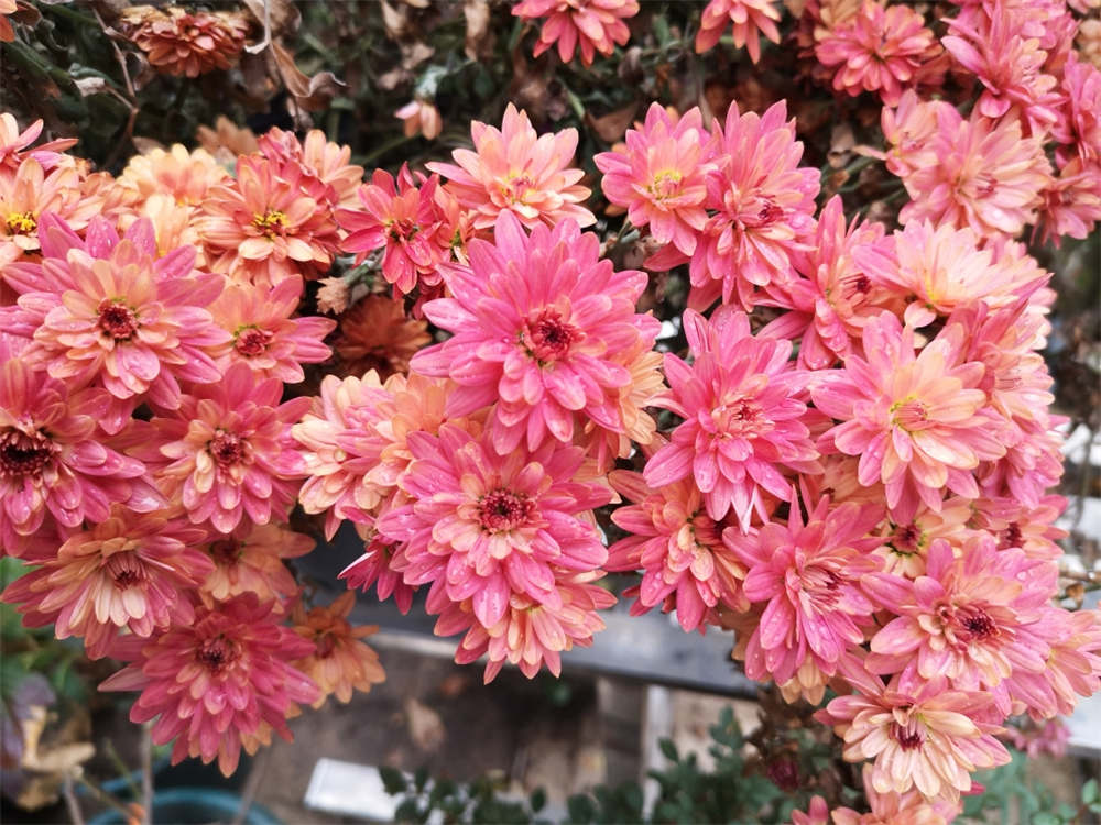 球菊