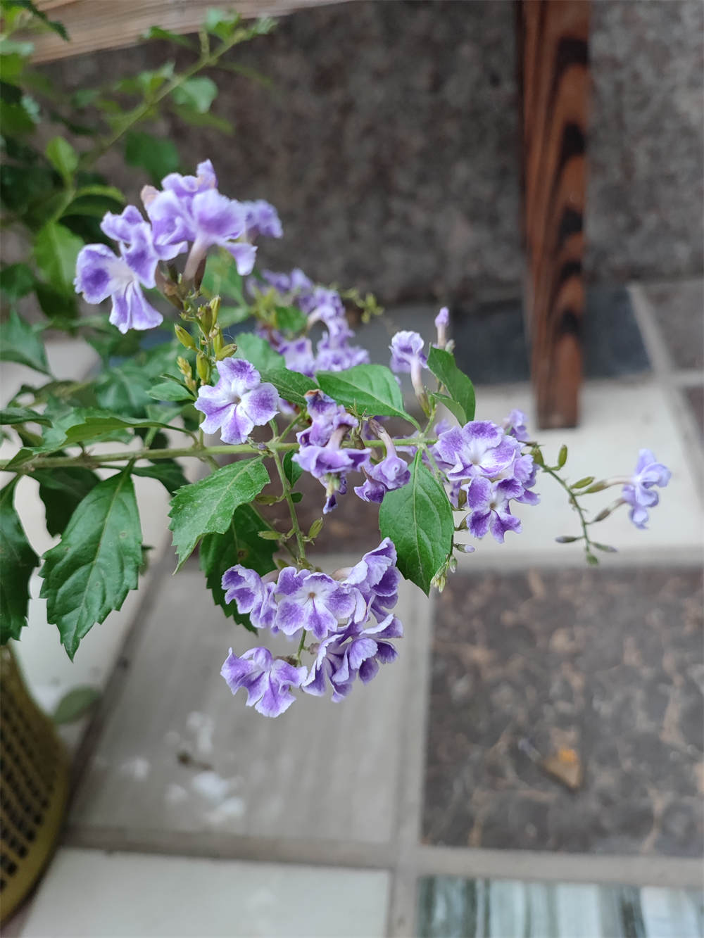 花卉
