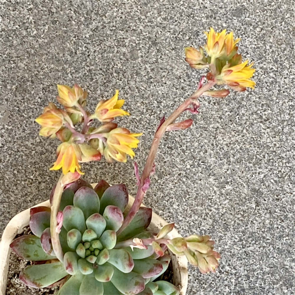 花卉