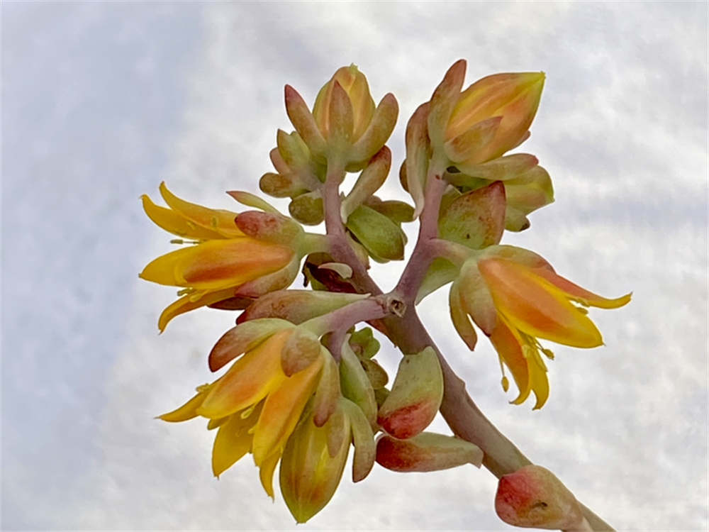 花卉
