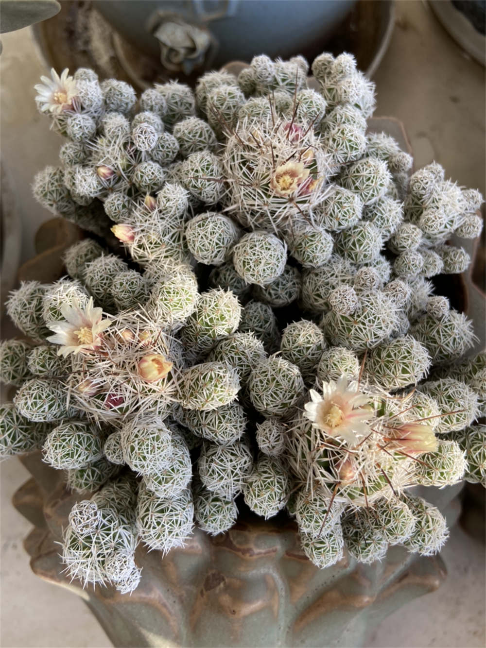 花卉