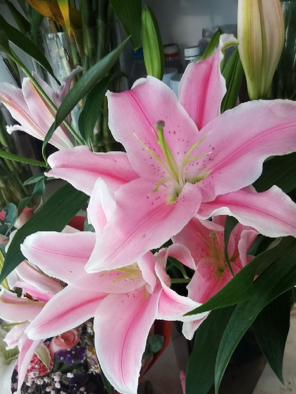 香水百合