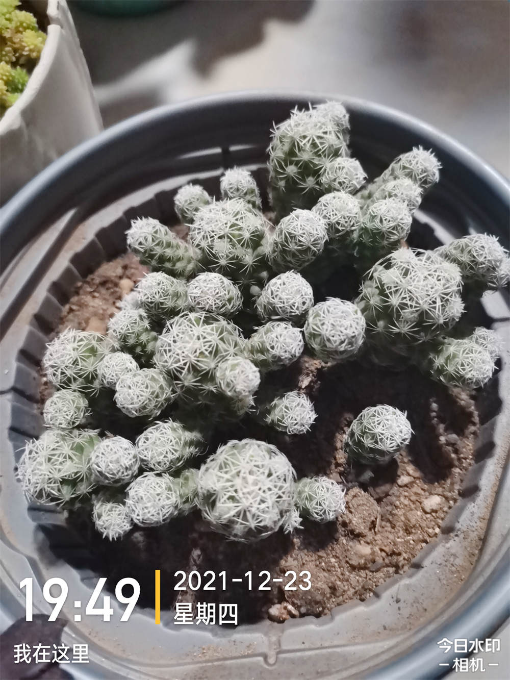 花卉