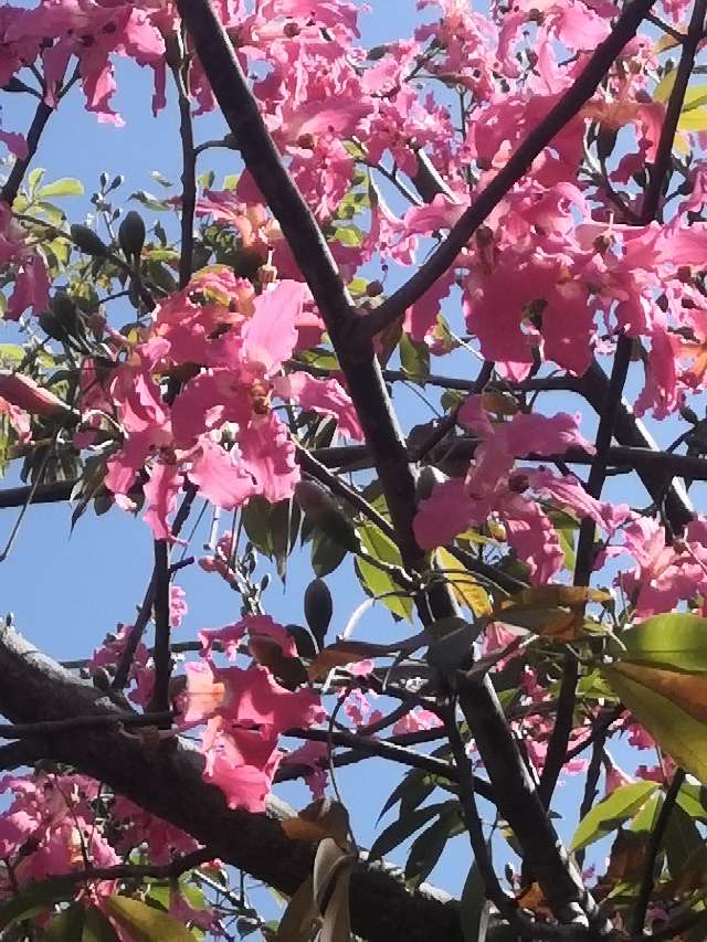 异木棉