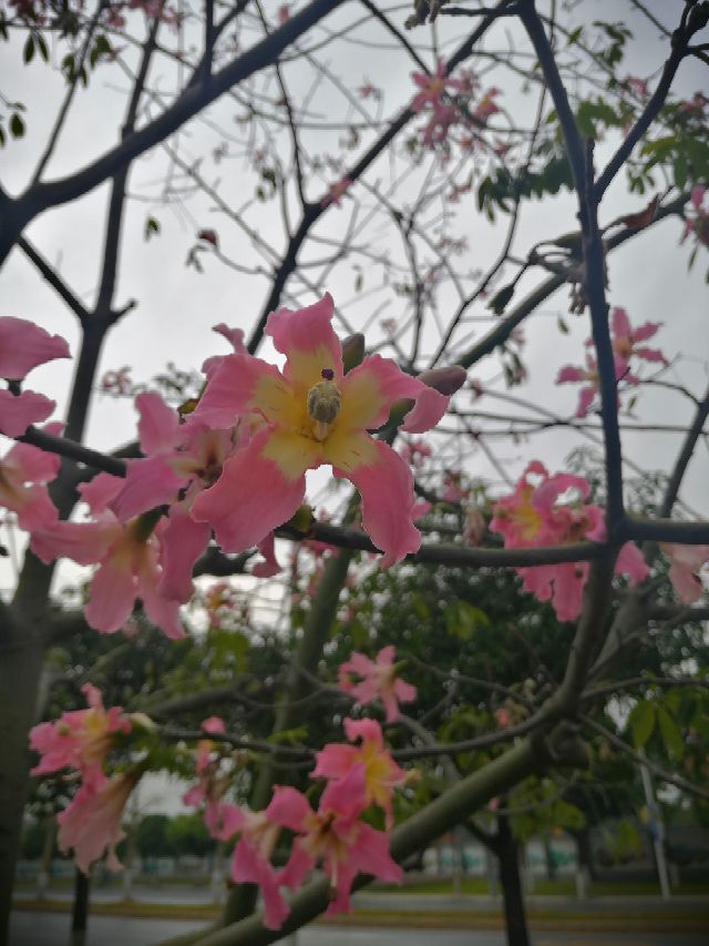 异木棉