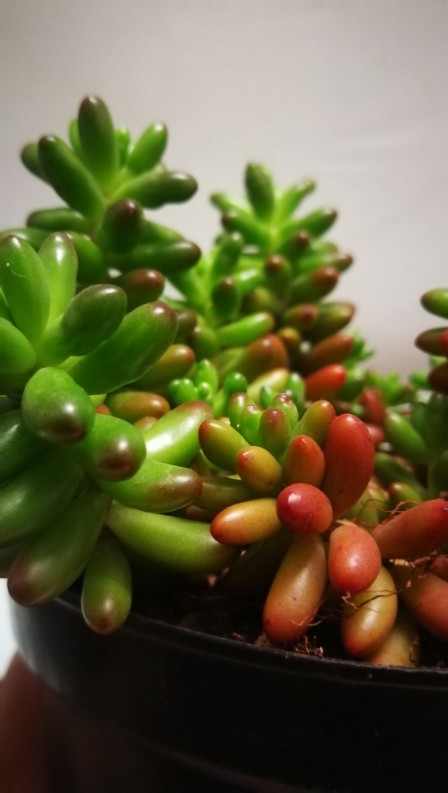花卉