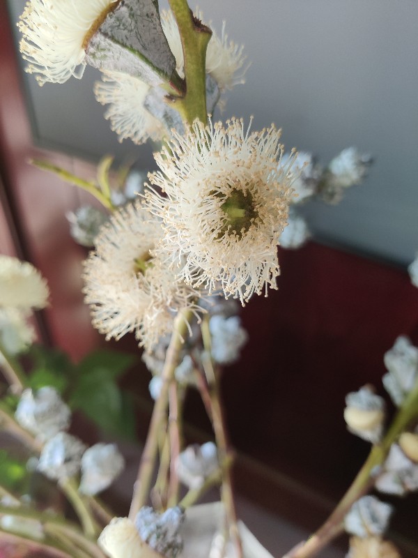 花卉