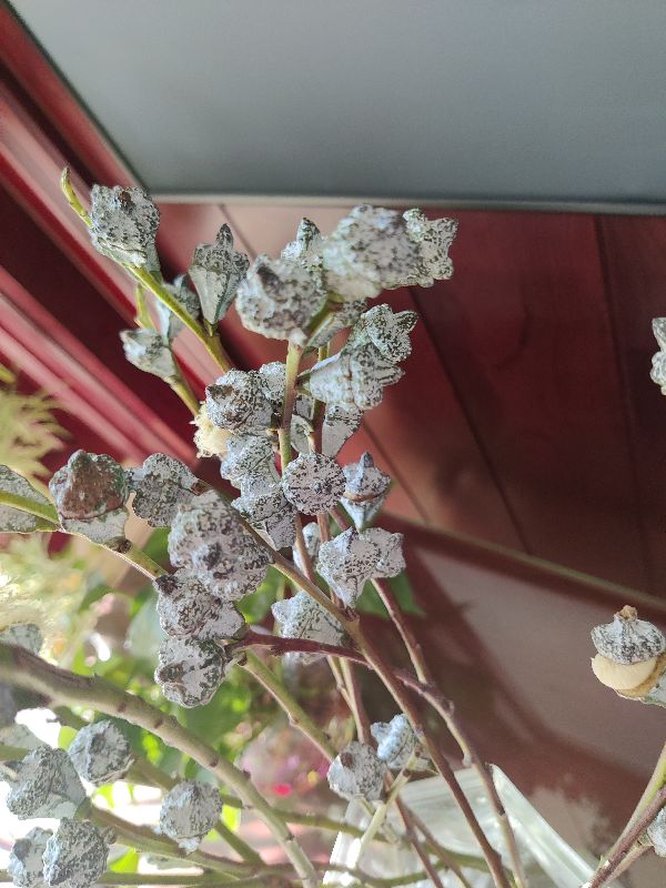花卉