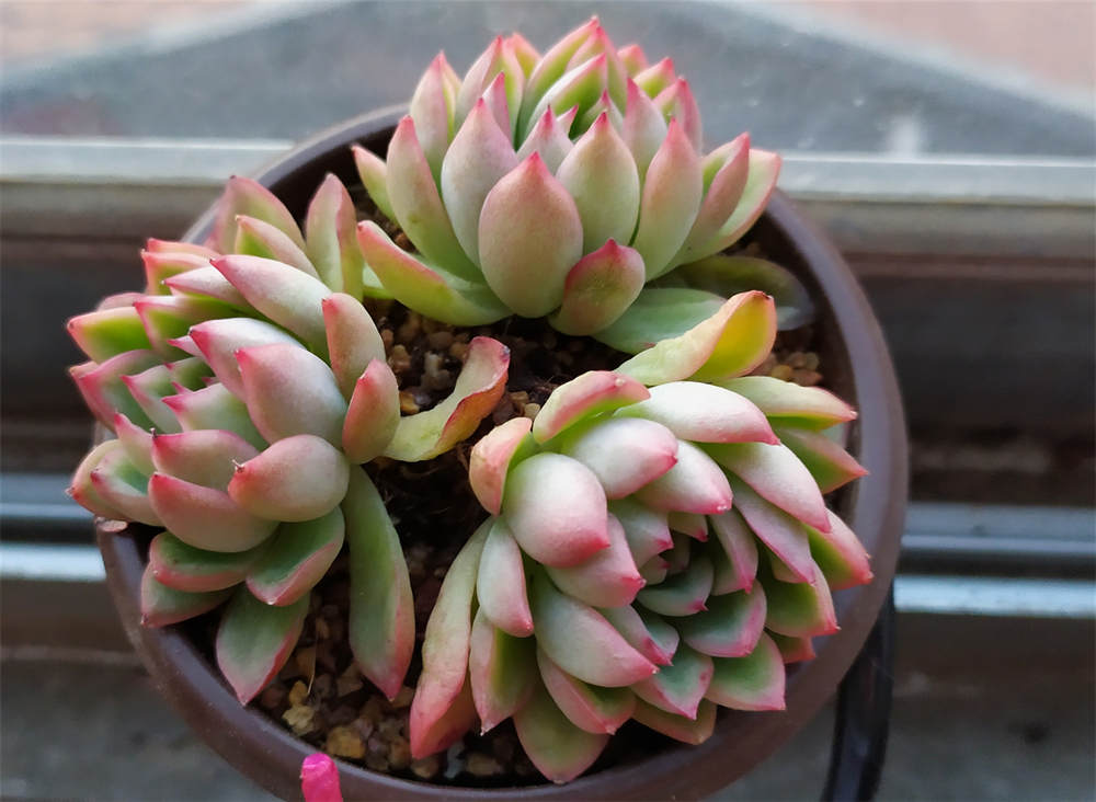 花卉