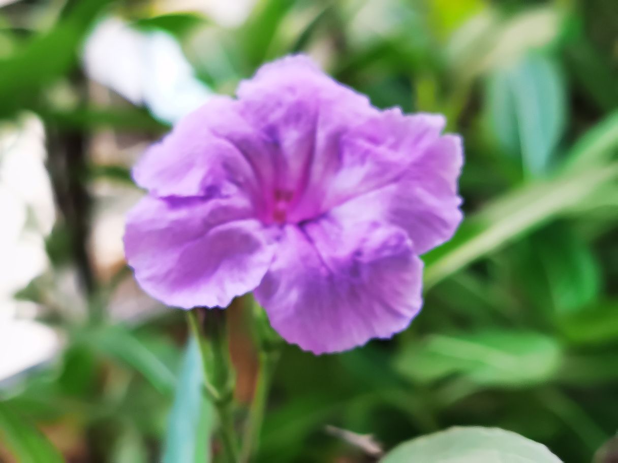 翠芦莉