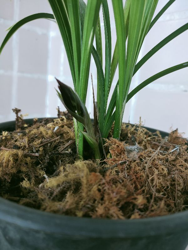 花卉
