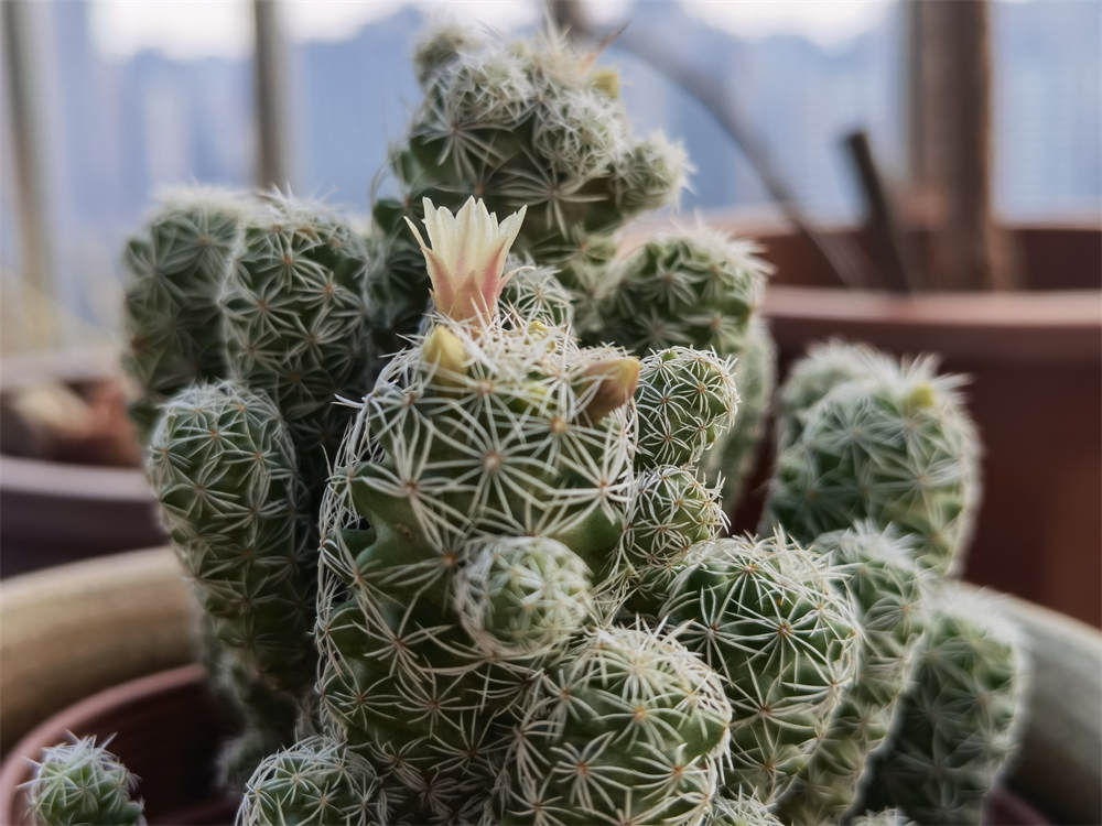花卉