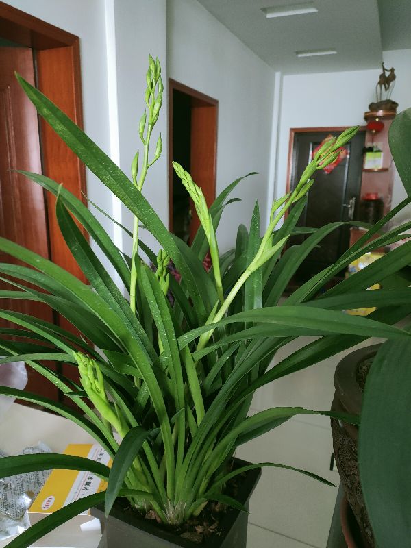 花卉