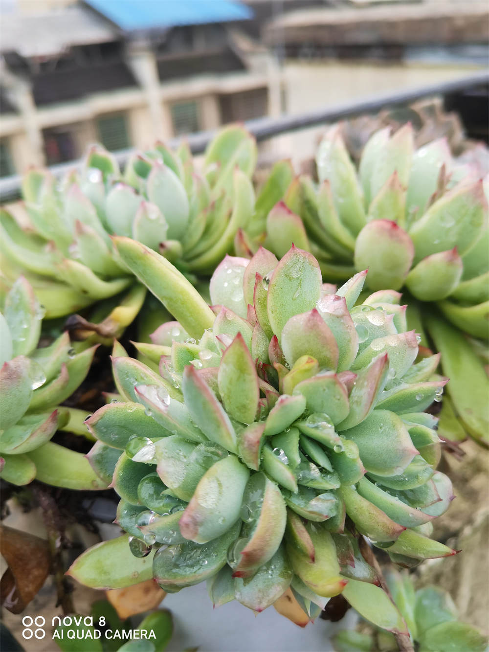 草莓冰