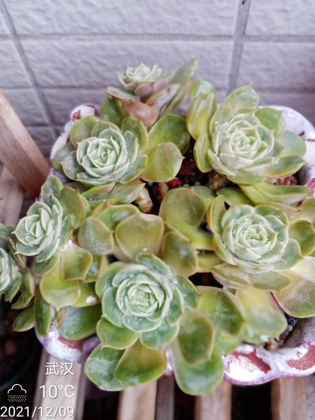 昂斯诺