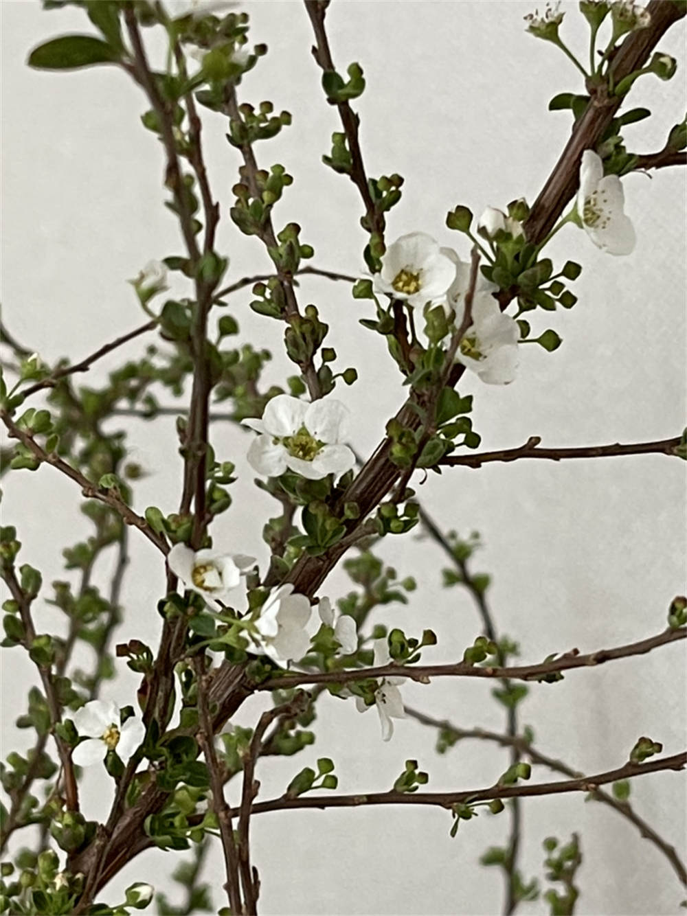 雪柳