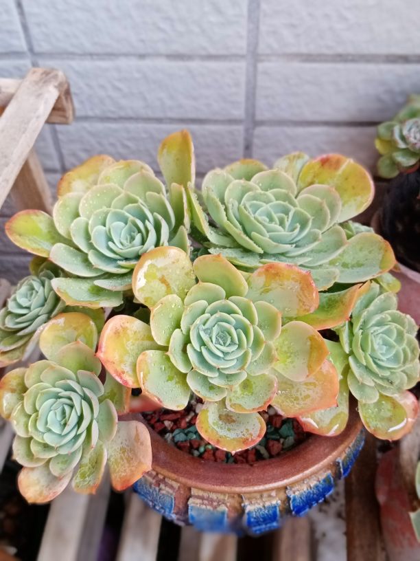 花卉