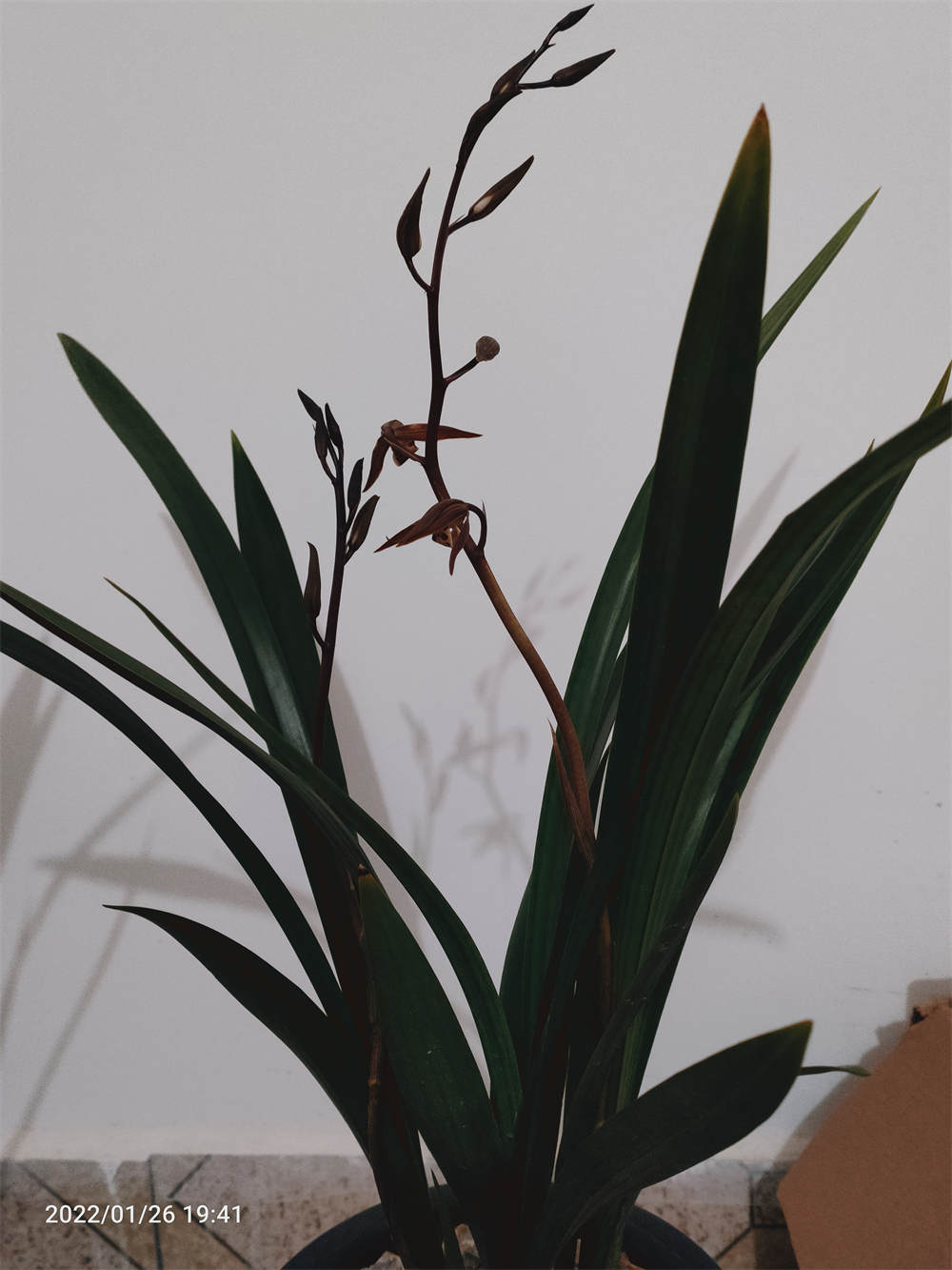 花卉